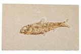 Detailed Fossil Fish (Knightia) - Wyoming #204512-1